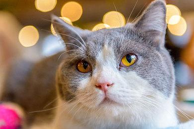 《这个CEO我当定了！》现已正式上线！！首发35.1元